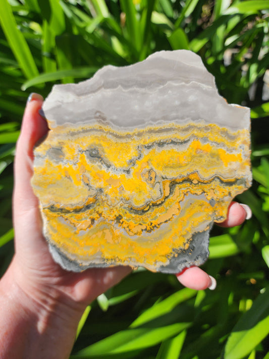 Bumble Bee Jasper Slice