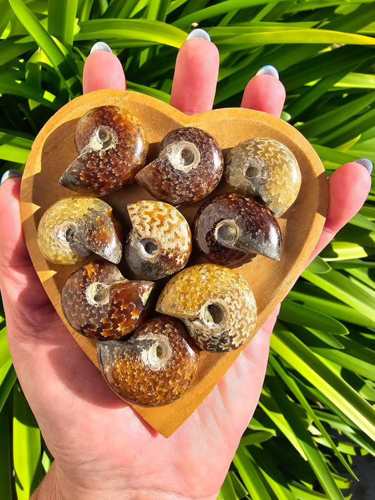 Ammonite Fossil Small