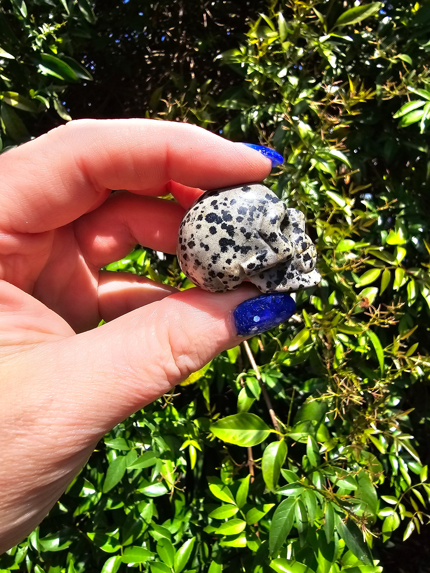 Dalmatian Jasper Medium Skull