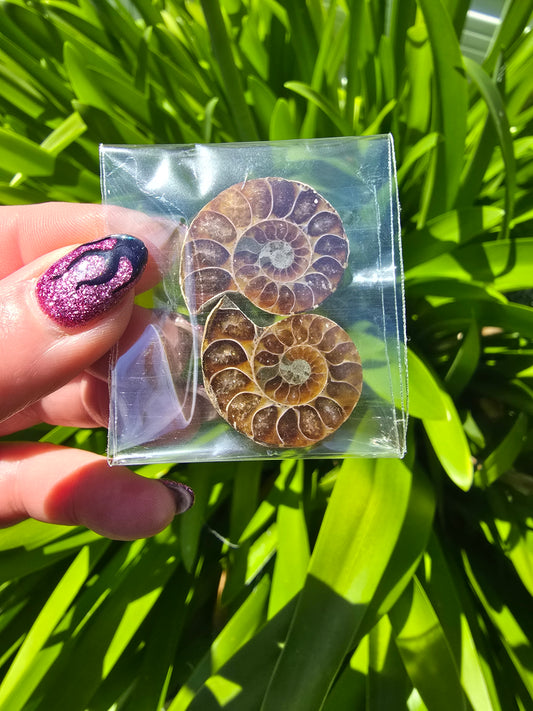 Ammonite Fossil Pair Small