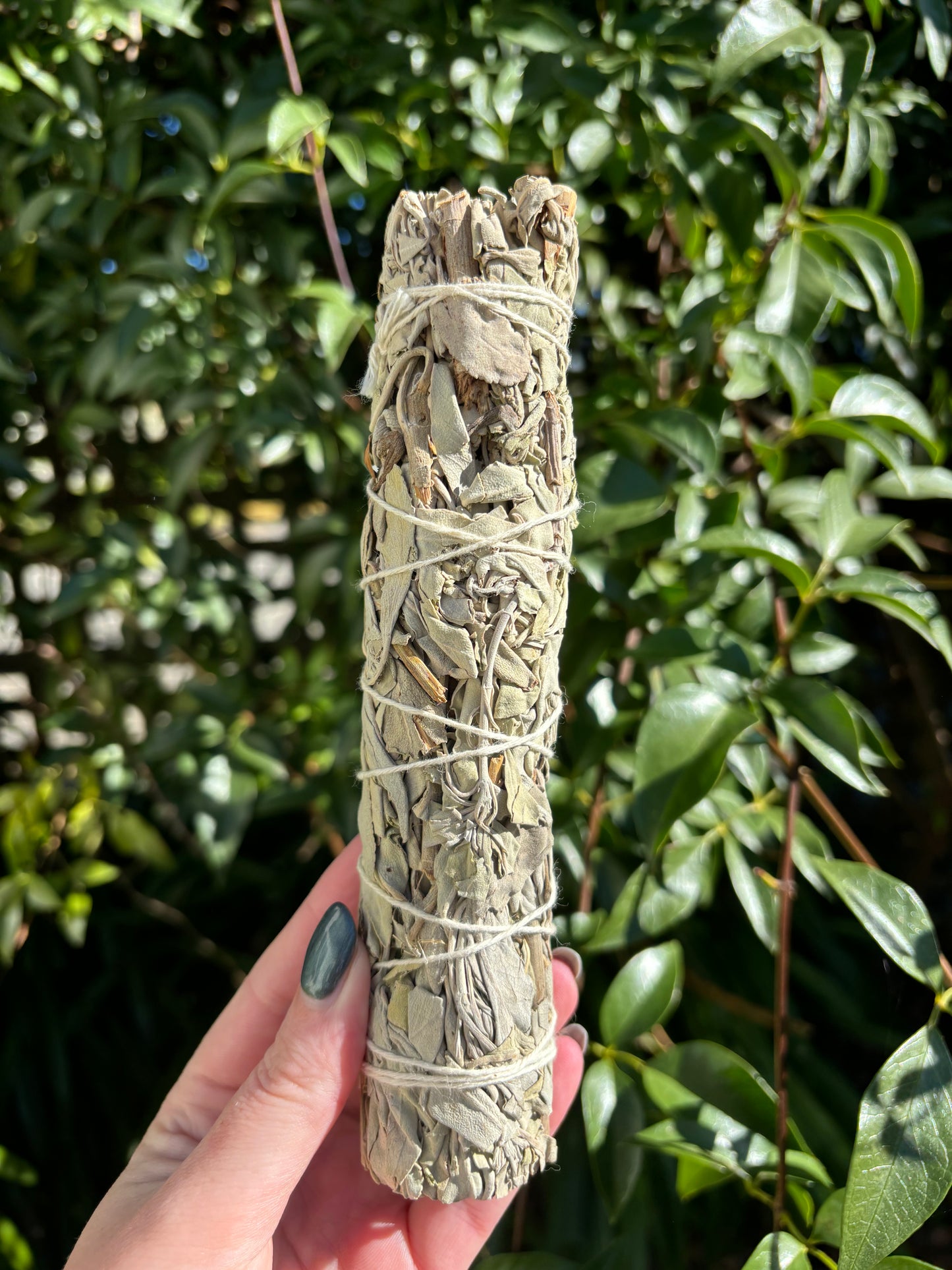 White Sage Smudge Stick Large 7 inch