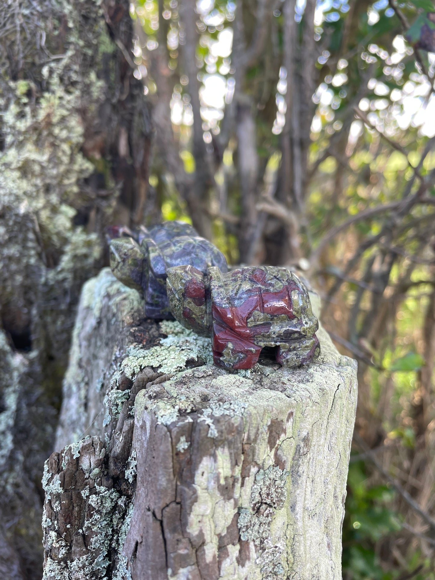 Dragons Blood Turtle