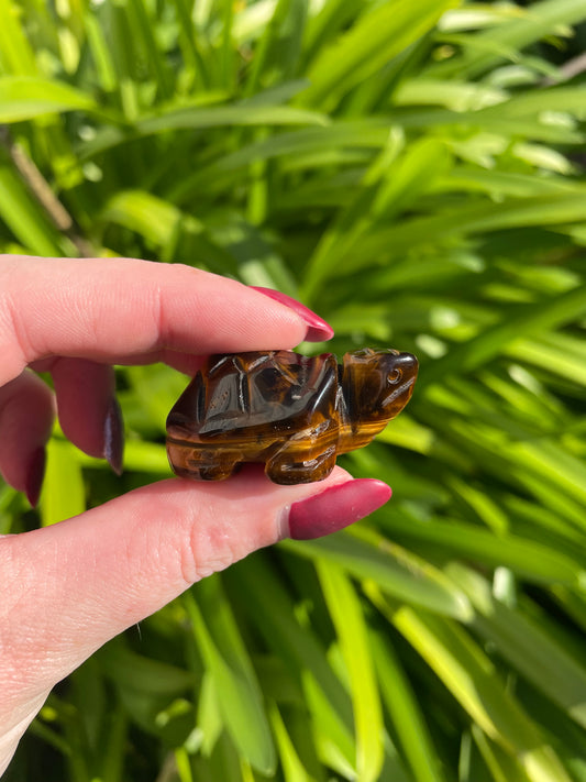 Tigers Eyes Turtle