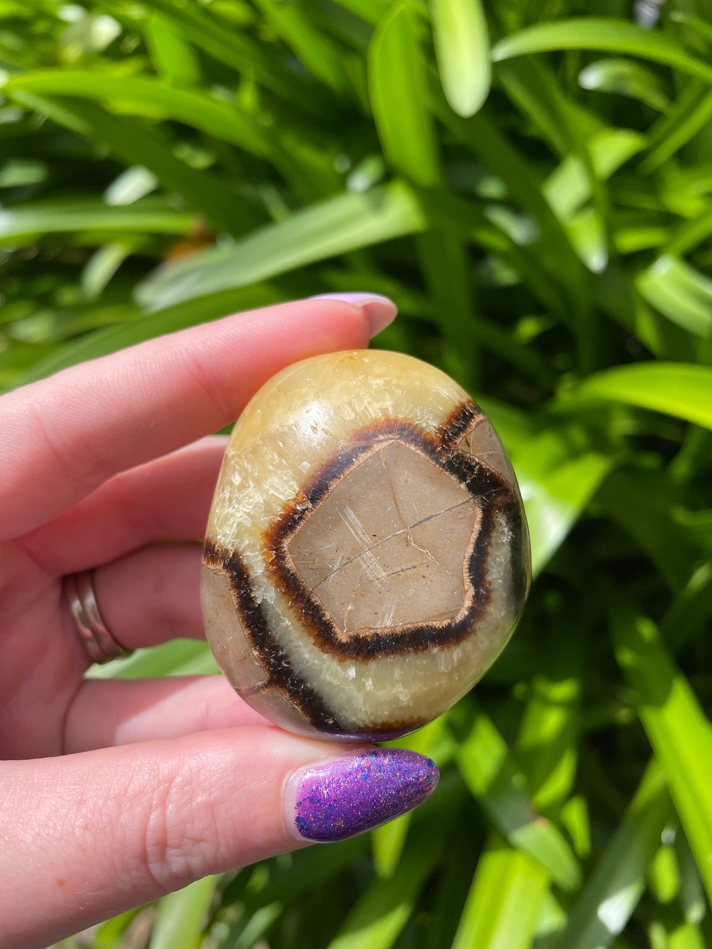 Septarian Palm Stone D