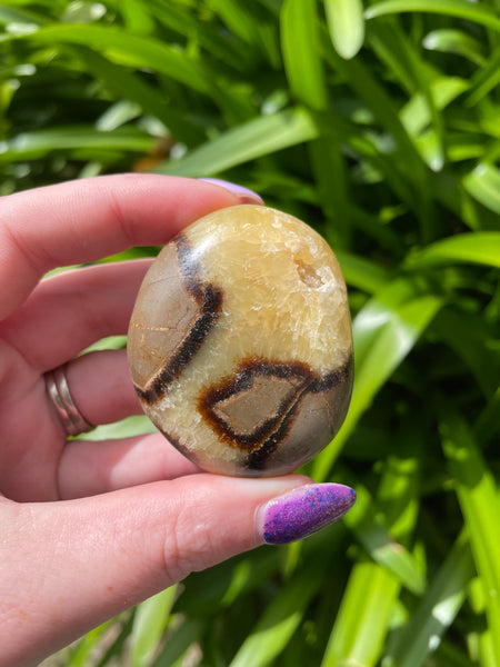 Septarian Palm Stone D