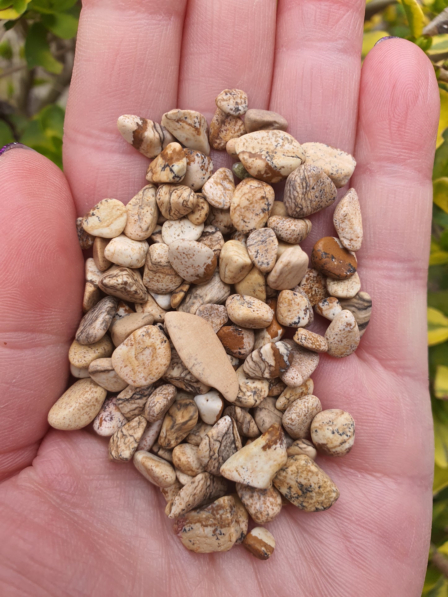 Picture Jasper Crystal Chip 100gms Bag