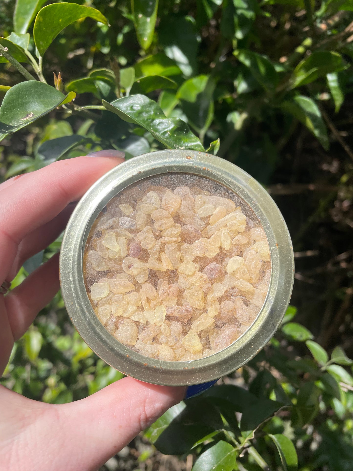 Gum Copal Resin