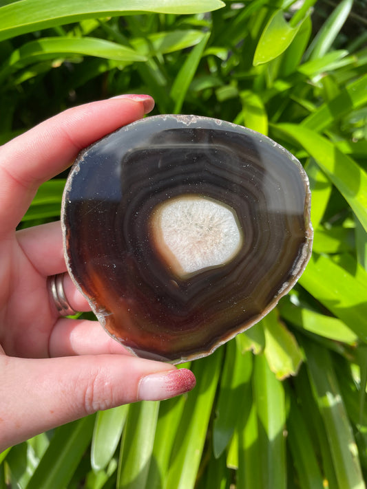 Agate Slice | Brown B