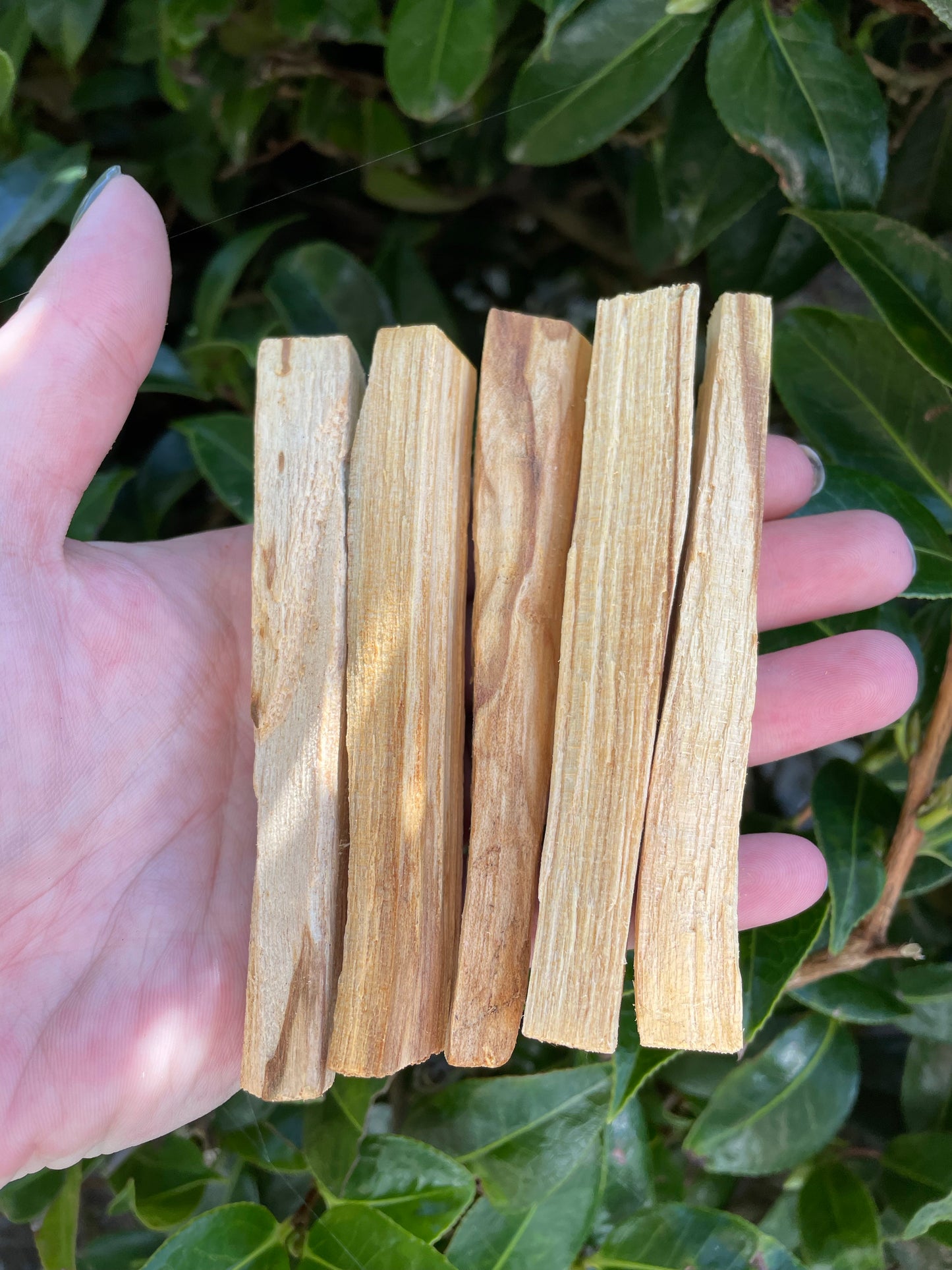 Organic Palo Santo Sticks x5