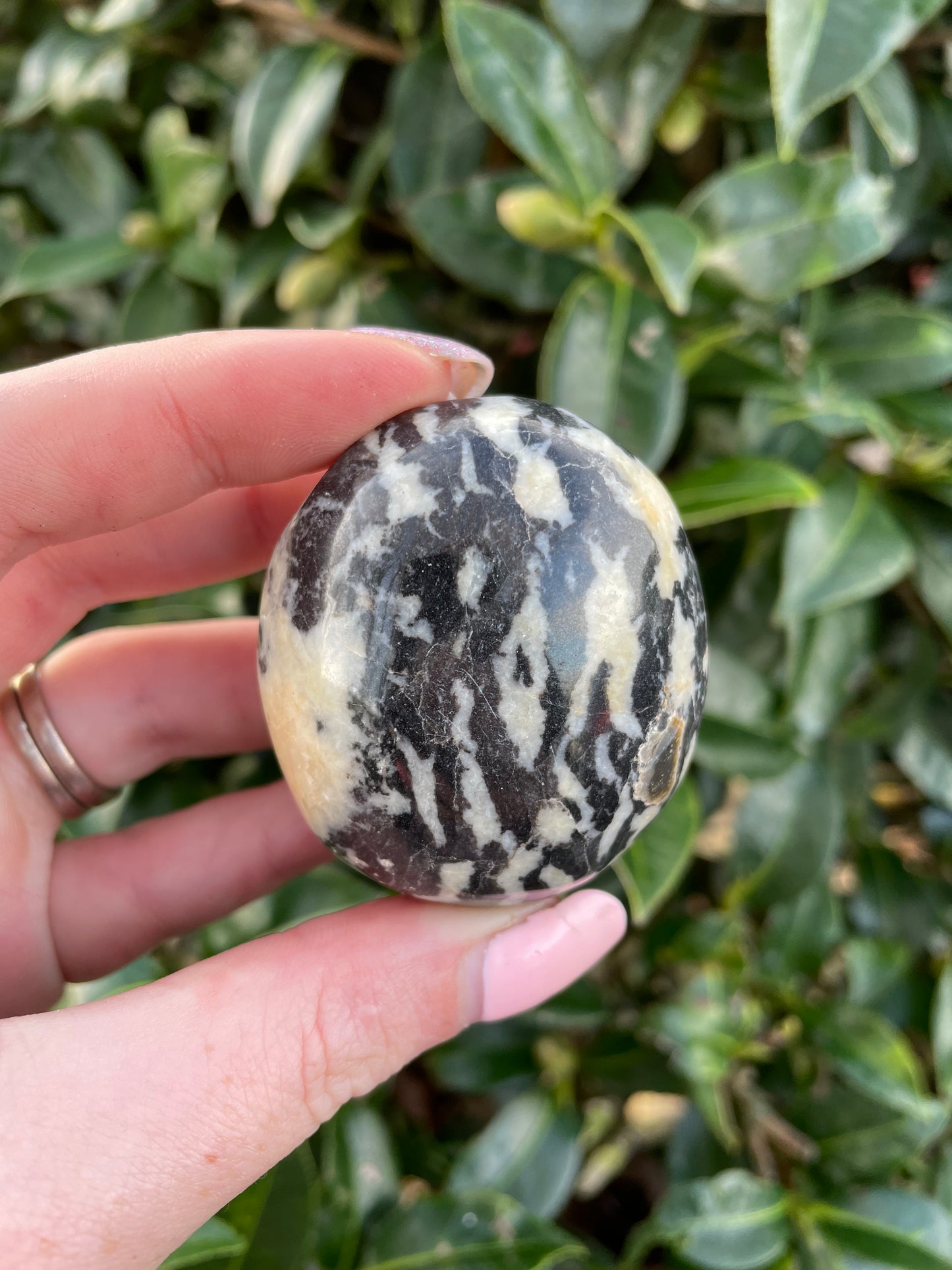 Zebra Jasper Palmstone A